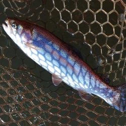 大安トラウトレイク釣果